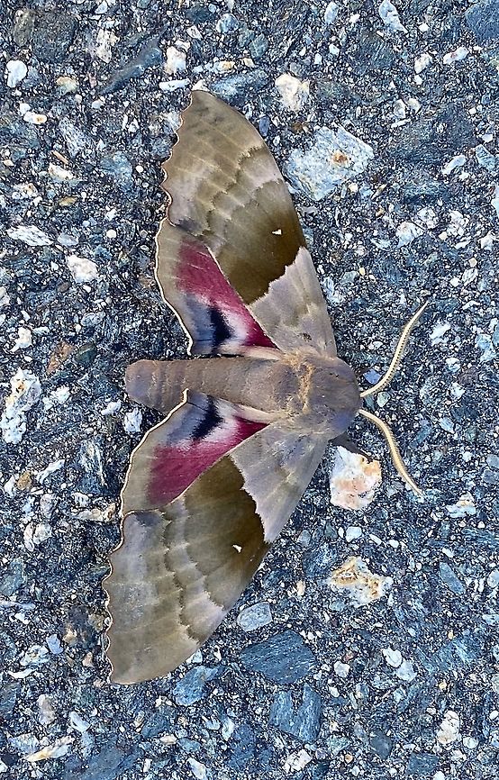 Modest sphinx Modest Sphinx<br />
Pachysphinx modesta<br />
The Modest Sphinx or Poplar Sphinx is a moth of the Sphingidae family. It ranges from the southern United States up and throughout Canada.<br />
<br />
Adults are on wing from mid June to mid July in Canada. In the northern part of the range, there is one generation with adults on wing from may to July. Farther south, there might be two generations per year.<br />
<br />
The larvae feed on poplar, willow and cottonwood species Geotagged,Modest sphinx,Pachysphinx modesta,Summer,United States