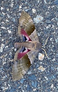 Modest sphinx Modest Sphinx
Pachysphinx modesta
The Modest Sphinx or Poplar Sphinx is a moth of the Sphingidae family. It ranges from the southern United States up and throughout Canada.

Adults are on wing from mid June to mid July in Canada. In the northern part of the range, there is one generation with adults on wing from may to July. Farther south, there might be two generations per year.

The larvae feed on poplar, willow and cottonwood species Geotagged,Modest sphinx,Pachysphinx modesta,Summer,United States