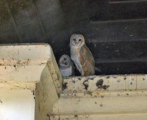 Owls in Indian church I was visiting this old church and inside it was dark. I saw these two owls staring at me and managed to take a snap. Barn Owl,Geotagged,India,Tyto alba