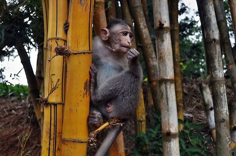 Macaque in Periyar National Park, India This photo was taken at Thekkady, location of Periyar National Park in Idukki District of Kerala State, India. Crab-eating macaque,Geotagged,India,Macaca fascicularis