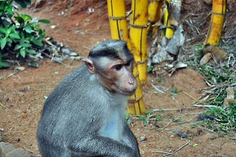 Crab-eating macaque in Periyar National Park Took this photo at Thekkady, Periyar National Park, Kerala, India. This fellow was looking for food from the visitors to the Park. Crab-eating macaque,Geotagged,India,Macaca fascicularis