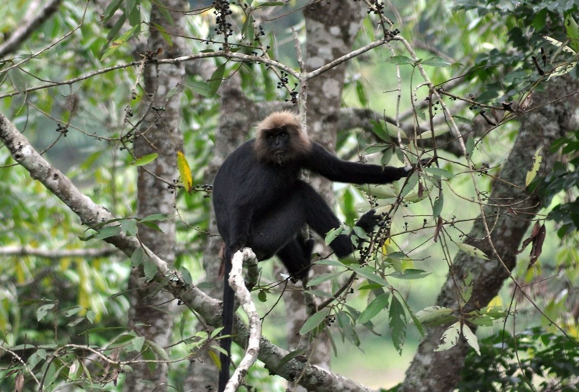 Lion-tailed macaque in Periyar National park This photo was taken at Thekkady, Periyar National Park, Idukki, Kerala, India. This fellow was wary of people and was sitting far on a tree top. I had to use the zoom lens for this shot. Geotagged,India,Lion-tailed macaque,Macaca silenus