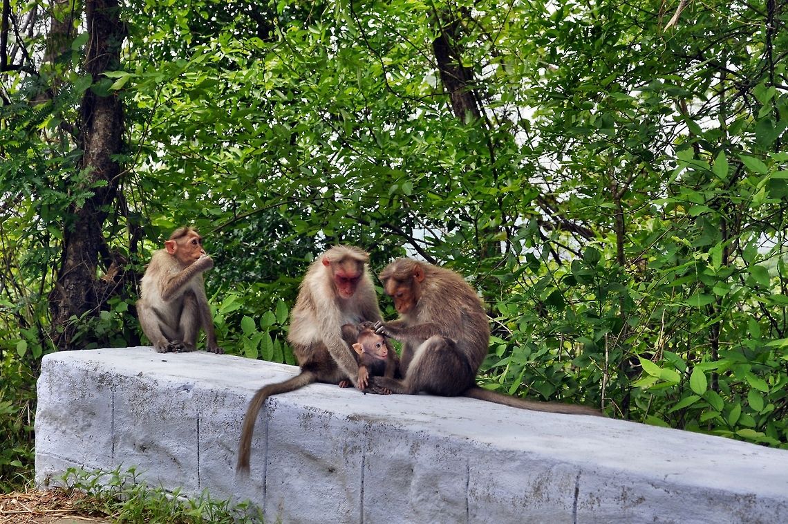 Crab-eating macaques grooming in Kerala During our travel to Kuttikanam, a hill station in Idukki, Kerala, I happened to see this group of monkeys, The parents were grooming their young one! Crab-eating macaque,Geotagged,India,Macaca fascicularis
