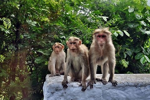 Macaques curious for camera in Kerala, India On our way to Kuttikanam, a hill station in Idukki, Kerala, we came across this group of monkeys. They were looking expectantly at our car for some food. Crab-eating macaque,Geotagged,India,Macaca fascicularis