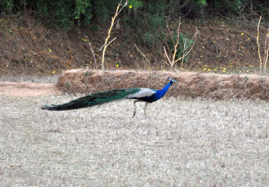 Indian Peacock in Theni On the way to Madurai from Thekkady, we were passing Theni in Tamil Nadu. There were peacocks roaming freely on both sides of the highway. I stopped and took this photo of one. Geotagged,India,Indian Peacock,Pavo cristatus
