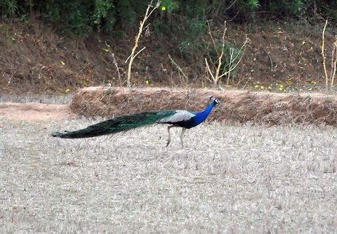Indian Peacock in Theni On the way to Madurai from Thekkady, we were passing Theni in Tamil Nadu. There were peacocks roaming freely on both sides of the highway. I stopped and took this photo of one. Geotagged,India,Indian Peacock,Pavo cristatus