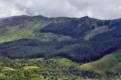 Pine Valley, Vagamon A view of the Pine Valley, Vagamon, Kerala. Geotagged,India