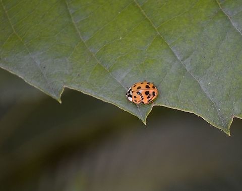 Harmonia axyridis Orange and Black Lady Beetle Geotagged,Harmonia axyridis,Summer,United States