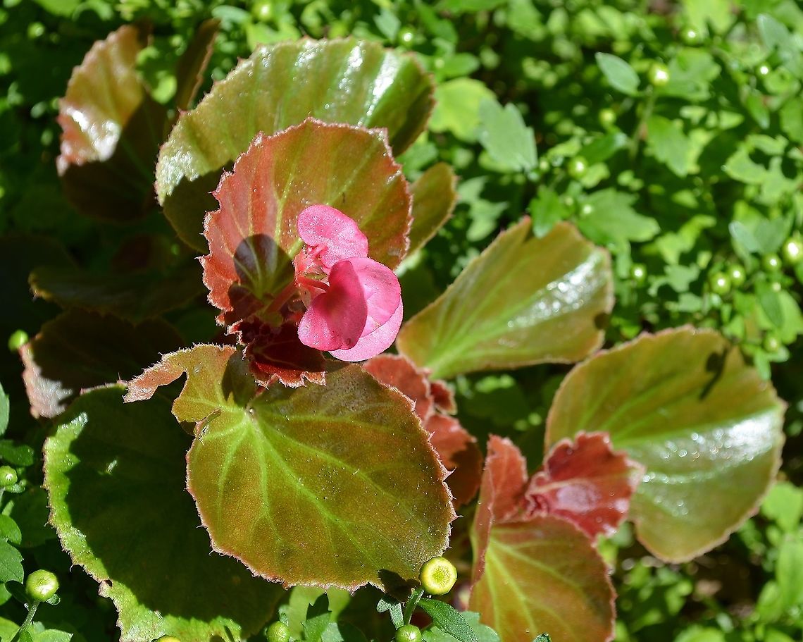 Begonia cucullata Growing in my former home's yard Begonia cucullata,Geotagged,Summer,United States,begonia cucullata