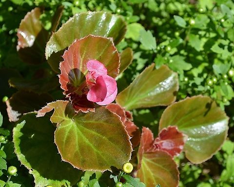 Begonia cucullata Growing in my former home's yard Begonia cucullata,Geotagged,Summer,United States,begonia cucullata
