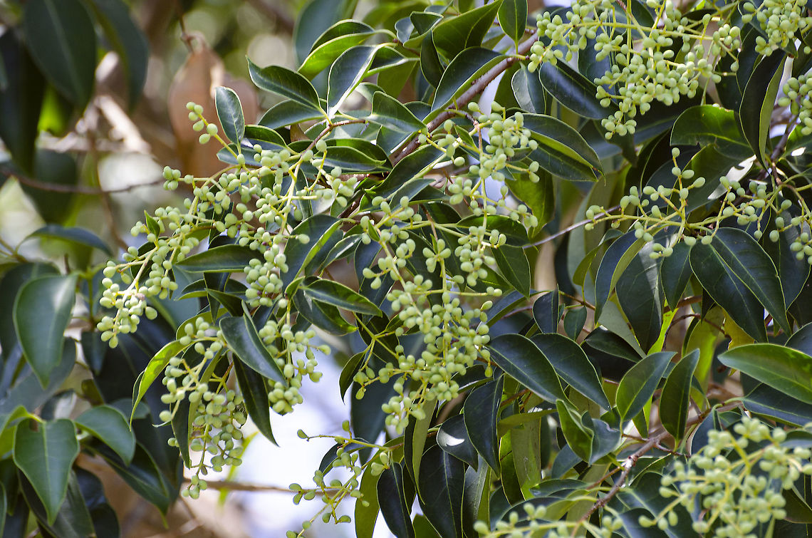 Ligustrum lucidum It&#039;s becoming a tall tree in my backyard Fall,Geotagged,Ligustrum lucidum,United States