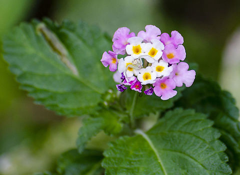 Misumena vatia I apologize that this is not a very good photo. I will try again to replace it. It seems to like this particular lantana flower. Fall,Geotagged,Goldenrod crab spider,Misumena vatia,United States