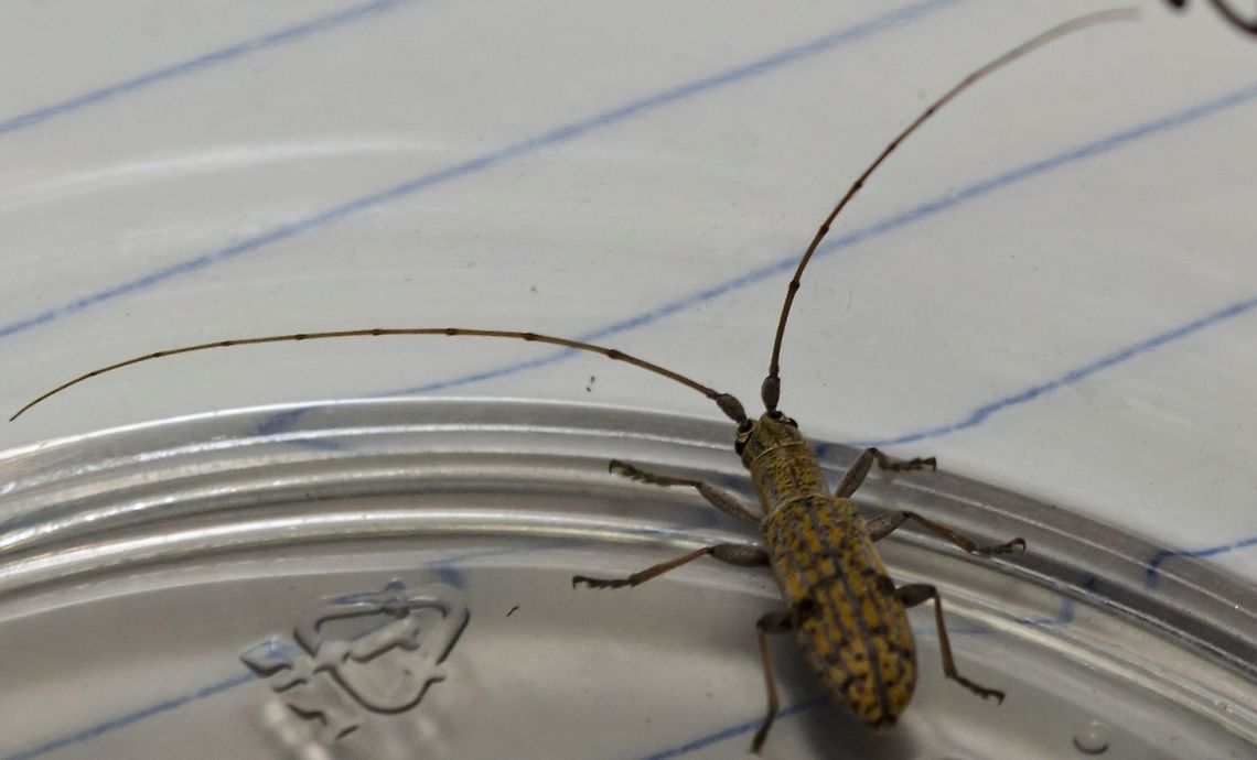 The Small Mulberry Borer This insect got inside my home and didn't want to leave, I put it in a clear plastic container and then deposited it outside, still alive. Didn't leave the plastic for an hour.  I have submitted this photo to bugguide.net, so will update when I get an ID.<br />
<figure class="photo"><a href="https://www.jungledragon.com/image/100220/the_small_mulberry_borer.html" title="The Small Mulberry Borer"><img src="https://s3.amazonaws.com/media.jungledragon.com/images/4330/100220_thumb.JPG?AWSAccessKeyId=05GMT0V3GWVNE7GGM1R2&Expires=1769040010&Signature=rbAw6pu5IpruAwYfgSFZdV%2Fsisw%3D" width="200" height="160" alt="The Small Mulberry Borer Found inside my home.<br />
https://www.jungledragon.com/image/100218/unidentified_longhorn_beetle.html<br />
 Dorcaschema alternatum,Fall,Geotagged,Small Mulberry Borer,United States" /></a></figure><br />
 Dorcaschema alternatum,Fall,Geotagged,Small Mulberry Borer,United States