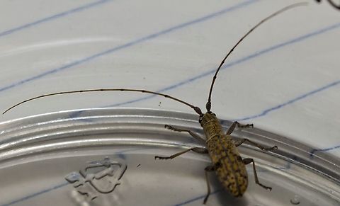 The Small Mulberry Borer This insect got inside my home and didn't want to leave, I put it in a clear plastic container and then deposited it outside, still alive. Didn't leave the plastic for an hour.  I have submitted this photo to bugguide.net, so will update when I get an ID.
https://www.jungledragon.com/image/100220/unidentified_longhorn_beetle_-_front_view.html
 Dorcaschema alternatum,Fall,Geotagged,Small Mulberry Borer,United States