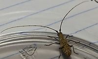 The Small Mulberry Borer This insect got inside my home and didn't want to leave, I put it in a clear plastic container and then deposited it outside, still alive. Didn't leave the plastic for an hour.  I have submitted this photo to bugguide.net, so will update when I get an ID.<br />
https://www.jungledragon.com/image/100220/unidentified_longhorn_beetle_-_front_view.html<br />
 Dorcaschema alternatum,Fall,Geotagged,Small Mulberry Borer,United States
