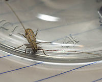 The Small Mulberry Borer Found inside my home.<br />
https://www.jungledragon.com/image/100218/unidentified_longhorn_beetle.html<br />
 Dorcaschema alternatum,Fall,Geotagged,Small Mulberry Borer,United States