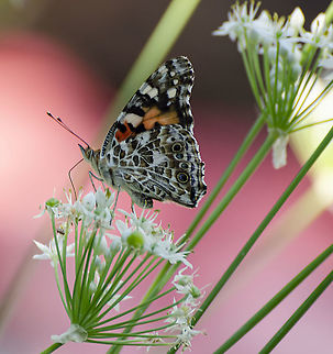 Painted_Lady Thankfully this butterfly likes our garlic chives and has been coming back daily so I could get a better photo. I didn't capture it, however while shooting, a bee landed on the butterfly for a second, then flitted off.  Fall,Geotagged,Painted Lady,United States,Vanessa cardui