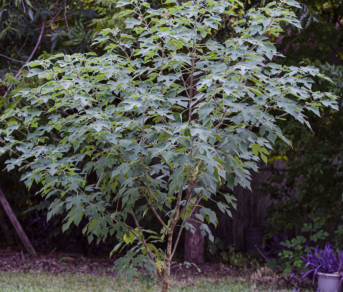 Broussonetia papyrifera Young Paper Mulberry Tree<br />
This tree has very interesting shaped leaves when it is young, then when it's full grown, the leaves become a very simple shape.  The back of the leaves are rough, and it was used to make paper in some countries and a type of fiber cloth. Broussonetia papyrifera,Fall,Geotagged,Paper mulberry,United States