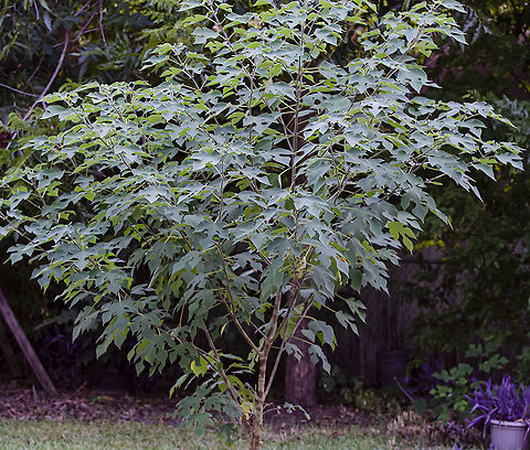 Broussonetia papyrifera Young Paper Mulberry Tree
This tree has very interesting shaped leaves when it is young, then when it's full grown, the leaves become a very simple shape.  The back of the leaves are rough, and it was used to make paper in some countries and a type of fiber cloth. Broussonetia papyrifera,Fall,Geotagged,Paper mulberry,United States