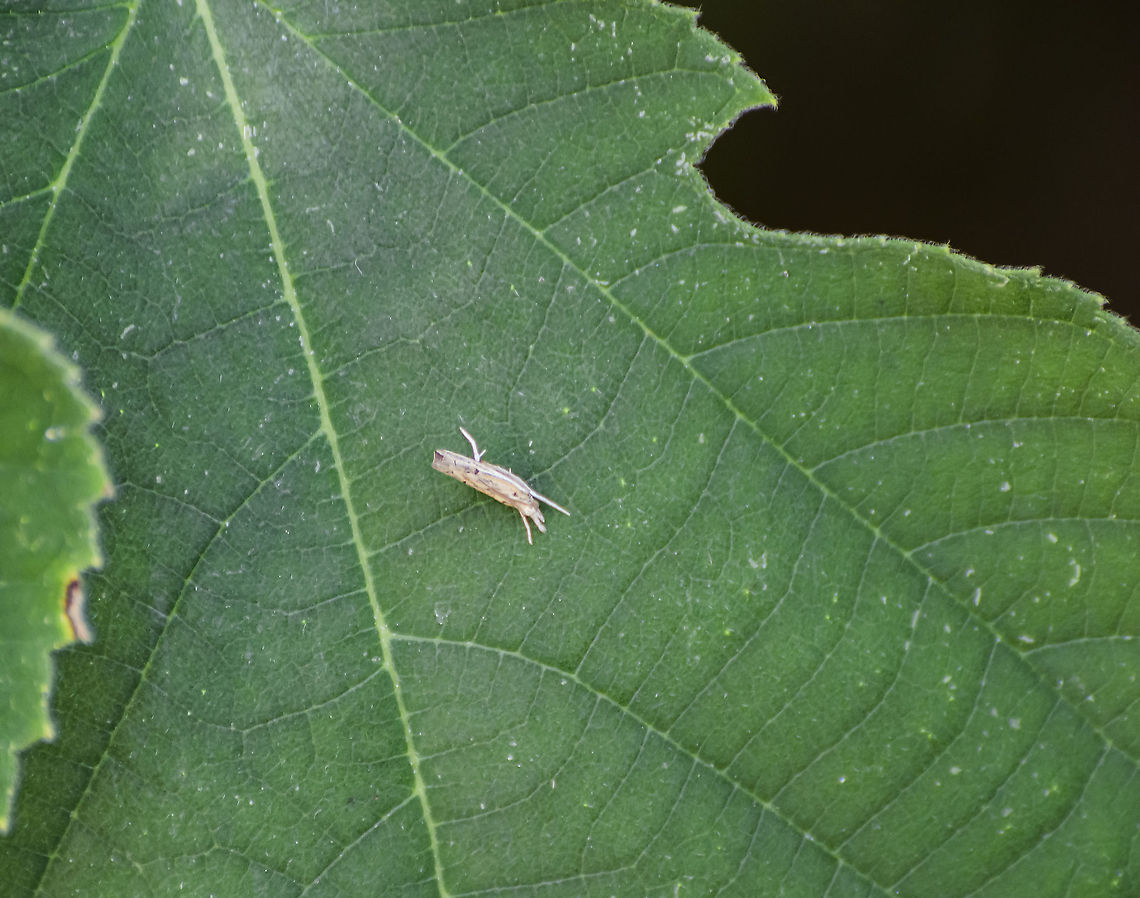 Snout Moth Had not noticed this type of moth before, It is resting on a paper mulberry leaf. Fissicrambus haytiellus,Geotagged,Summer,United States