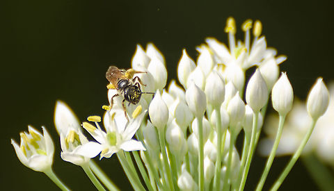 Sweat Bee Lasioglossum coriaceum Spent a lot of time on garlic chives and was covered in pollen.  Fall,Geotagged,Lasioglossum coriaceum,United States