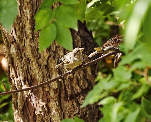 Male Non-Breeding House Sparrow The lighter color of the beak suggests this is a Non-Breeding male house sparrow. It is accompanied by a brighter sparrow. Fall,Geotagged,House sparrow,Passer domesticus,United States