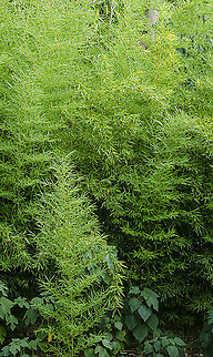 Bamboo Phyllostachys Aurea This is a bamboo mini forest in my backyard which is sanctuary to many species. This is where the False Giant Swallowtail dwells. It's also a haven for spiders, flies and lizards. Fall,Fishpole bamboo,Geotagged,Phyllostachys aurea,United States