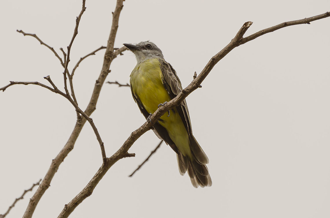 Western kingbird, Texas I&#039;m not sure of this ID. Although the chest and head seem to match, the wings have brown and white. I found this bird call, and it matched what I heard. <br />
http://birdweb.org/birdweb/bird/yellow-breasted_chat# Fall,Geotagged,Icteria virens,Tyrannus verticalis,United States