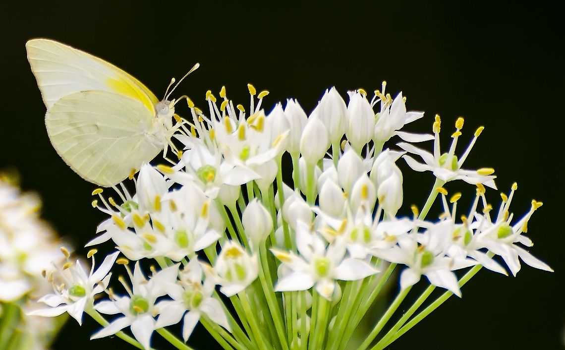 Kricogonia lyside The lyside sulphur It likes the garlic chive plant. Fall,Geotagged,Kricogonia lyside,Pieris rapae,Small White,United States