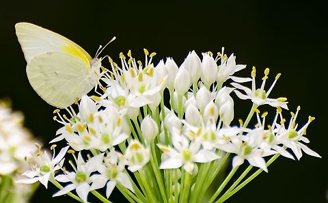 Kricogonia lyside The lyside sulphur It likes the garlic chive plant. Fall,Geotagged,Kricogonia lyside,Pieris rapae,Small White,United States