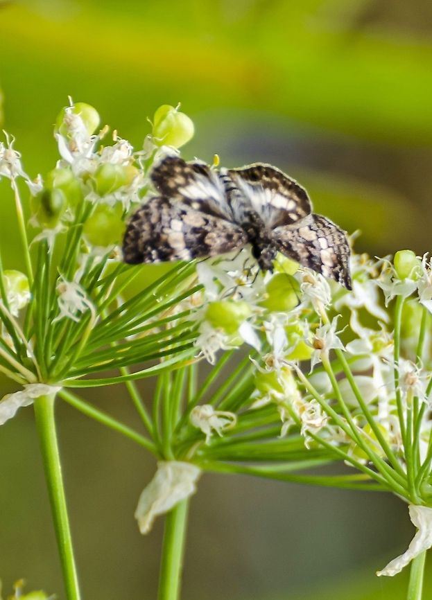 White Fringed Juvenal's Duskywing This was visiting the garlic chives. Erynnis juvenalis,Fall,Geotagged,Juvenals duskywing,United States