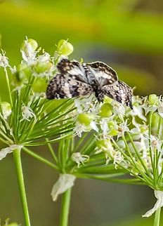 White Fringed Juvenal's Duskywing This was visiting the garlic chives. Erynnis juvenalis,Fall,Geotagged,Juvenals duskywing,United States