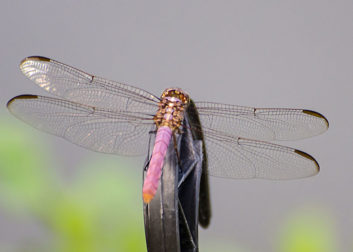 Orthemis ferruginea This was sitting on flower basket handle this morning and of course I had to grab my camera.  Fall,Geotagged,Orthemis ferruginea,Roseate Skimmer,United States