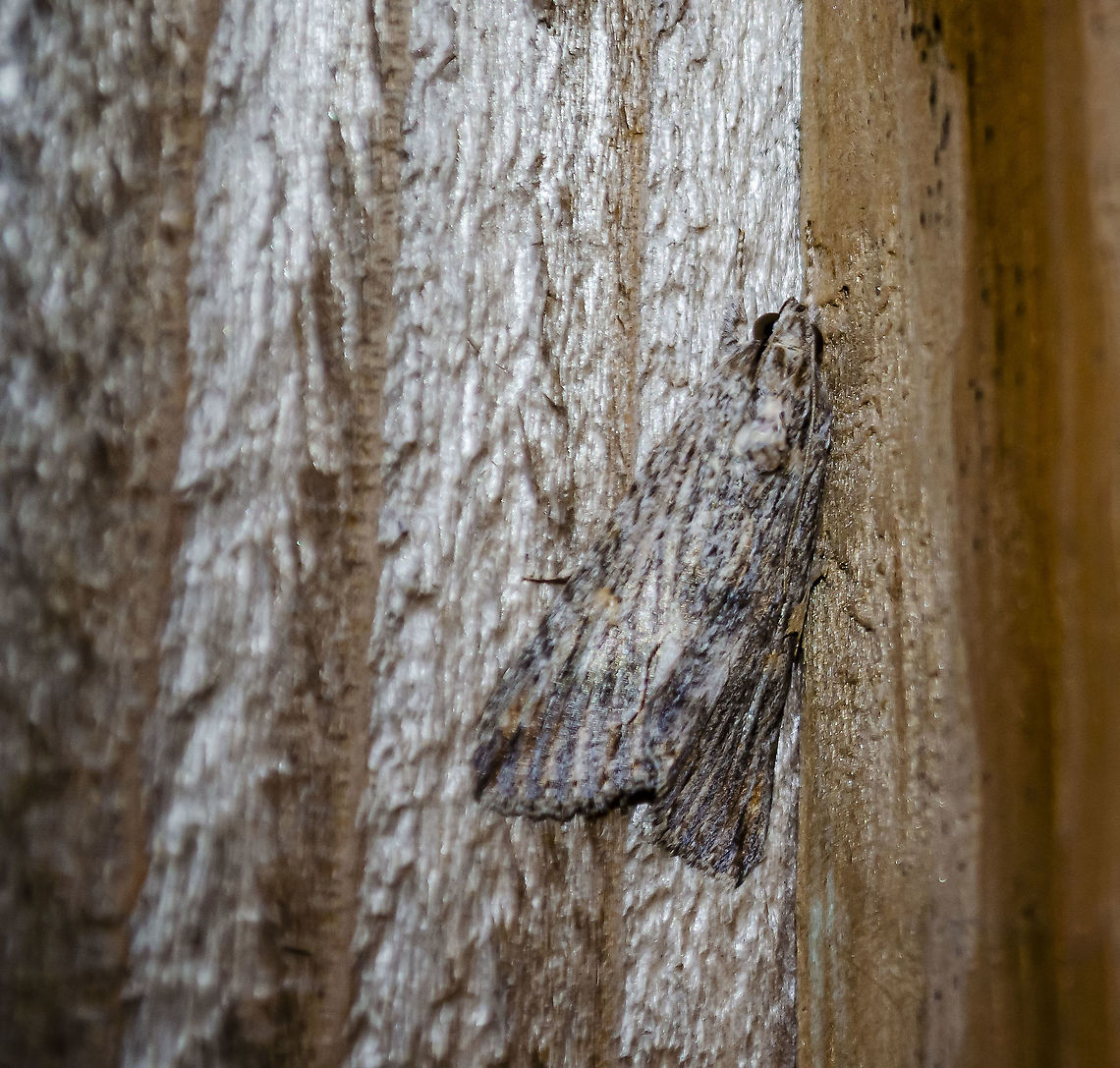 The confused woodgrain moth  It is clinging to a wooden fence after a rain.  It seems to have hairy upper digits on legs that become striped brown and white and a scalloped edge on the wings.  It appears shiny in the photo because it was still wet from the rain. Confused Woodgrain,Fall,Geotagged,Morrisonia confusa,United States