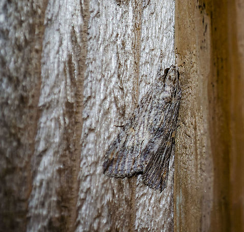 The confused woodgrain moth  It is clinging to a wooden fence after a rain.  It seems to have hairy upper digits on legs that become striped brown and white and a scalloped edge on the wings.  It appears shiny in the photo because it was still wet from the rain. Confused Woodgrain,Fall,Geotagged,Morrisonia confusa,United States