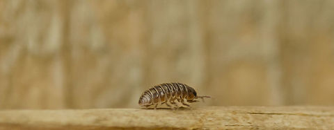 Armadillidium vulgare Walking along fenceline Armadillidium vulgare,Fall,Geotagged,United States