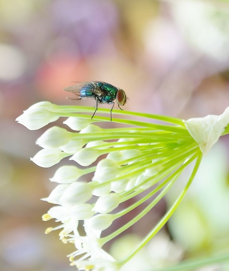 Blue-Green Bottlefly I wonder if this is Calliphoridae - Lucilia.  BugGuide shows a very similar fly in San Antonio, Texas, at the zoo, not far from where I live.<br />
<figure class="photo"><a href="https://www.jungledragon.com/image/100964/possible_lucilia_coeruleiviridis.html" title="Possible Lucilia coeruleiviridis"><img src="https://s3.amazonaws.com/media.jungledragon.com/images/4330/100964_thumb.jpg?AWSAccessKeyId=05GMT0V3GWVNE7GGM1R2&Expires=1770854410&Signature=LVx45giY3BVdINc9ZMbkEkci9EQ%3D" width="200" height="174" alt="Possible Lucilia coeruleiviridis Uploaded because some of the detail is clearer on this photo<br />
https://www.jungledragon.com/image/100900/blue-green_bottlefly.html Blue-green Bottle Fly,Fall,Geotagged,Lucilia coeruleiviridis,United States" /></a></figure><br />
with further investigation, I believe it is Lucilia coeruleiviridis, please let me know if you agree Fall,Geotagged,Lucilia coeruleiviridis,United States