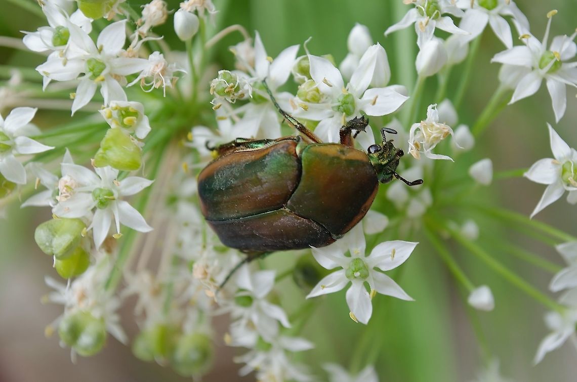 Cotinis nitida - Green June Beetle I believe this is the green june beetle. It was really enjoying the garlic chives. See side-view photo<br />
<figure class="photo"><a href="https://www.jungledragon.com/image/100953/cotinis_nitida_side_view.html" title="Cotinis nitida side view"><img src="https://s3.amazonaws.com/media.jungledragon.com/images/4330/100953_thumb.jpg?AWSAccessKeyId=05GMT0V3GWVNE7GGM1R2&Expires=1759968010&Signature=bHZpJfRydhzoenxmVu0zEAKM3Wk%3D" width="200" height="134" alt="Cotinis nitida side view Supplemental photo of Green June Beetle showing side view <br />
https://www.jungledragon.com/image/100952/cotinis_nitida_-_green_june_beetle.html Cotinis nitida,Fall,Geotagged,United States" /></a></figure><br />
 Cotinis nitida,Fall,Geotagged,United States