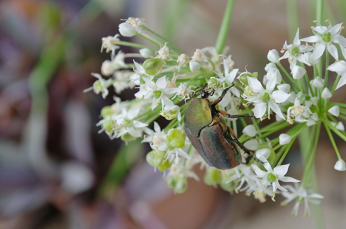 Cotinis nitida side view Supplemental photo of Green June Beetle showing side view <br />
<figure class="photo"><a href="https://www.jungledragon.com/image/100952/cotinis_nitida_-_green_june_beetle.html" title="Cotinis nitida - Green June Beetle"><img src="https://s3.amazonaws.com/media.jungledragon.com/images/4330/100952_thumb.jpg?AWSAccessKeyId=05GMT0V3GWVNE7GGM1R2&Expires=1770854410&Signature=MC2o3e17wtkvWDkV7JcjbyvbgTE%3D" width="200" height="134" alt="Cotinis nitida - Green June Beetle I believe this is the green june beetle. It was really enjoying the garlic chives. See side-view photo<br />
https://www.jungledragon.com/image/100953/cotinis_nitida_side_view.html<br />
 Cotinis nitida,Fall,Geotagged,United States" /></a></figure> Cotinis nitida,Fall,Geotagged,United States