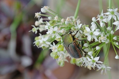 Cotinis nitida side view Supplemental photo of Green June Beetle showing side view 
https://www.jungledragon.com/image/100952/cotinis_nitida_-_green_june_beetle.html Cotinis nitida,Fall,Geotagged,United States