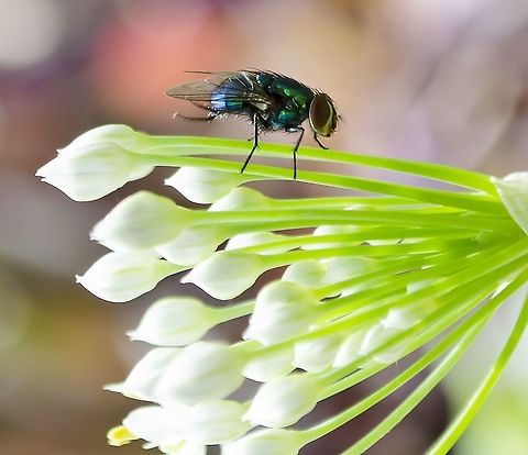 Possible Lucilia coeruleiviridis Uploaded because some of the detail is clearer on this photo
https://www.jungledragon.com/image/100900/blue-green_bottlefly.html Blue-green Bottle Fly,Fall,Geotagged,Lucilia coeruleiviridis,United States
