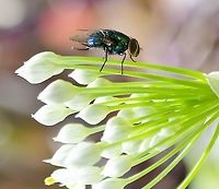 Possible Lucilia coeruleiviridis Uploaded because some of the detail is clearer on this photo<br />
https://www.jungledragon.com/image/100900/blue-green_bottlefly.html Blue-green Bottle Fly,Fall,Geotagged,Lucilia coeruleiviridis,United States