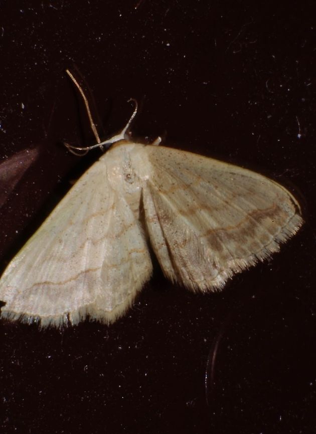 Possible Scopula umbilicata This is a very small moth or butterfly found on my living room curtain.  It&#039;s approximately 9-11 mm. Tried to get more detail with reverse lens, I know it&#039;s not a very pretty photo. Bugguide says it&#039;s Scopula umbilicata. What you can&#039;t see in this photo is that the eyes are black, the thorax is brown, and the abdomen is segmented white and brown with small brown dots.<br />
<a href="https://en.wikipedia.org/wiki/Scopula_umbilicata" rel="nofollow">https://en.wikipedia.org/wiki/Scopula_umbilicata</a> Fall,Geotagged,United States