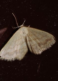 Possible Scopula umbilicata This is a very small moth or butterfly found on my living room curtain.  It's approximately 9-11 mm. Tried to get more detail with reverse lens, I know it's not a very pretty photo. Bugguide says it's Scopula umbilicata. What you can't see in this photo is that the eyes are black, the thorax is brown, and the abdomen is segmented white and brown with small brown dots.
https://en.wikipedia.org/wiki/Scopula_umbilicata Fall,Geotagged,United States