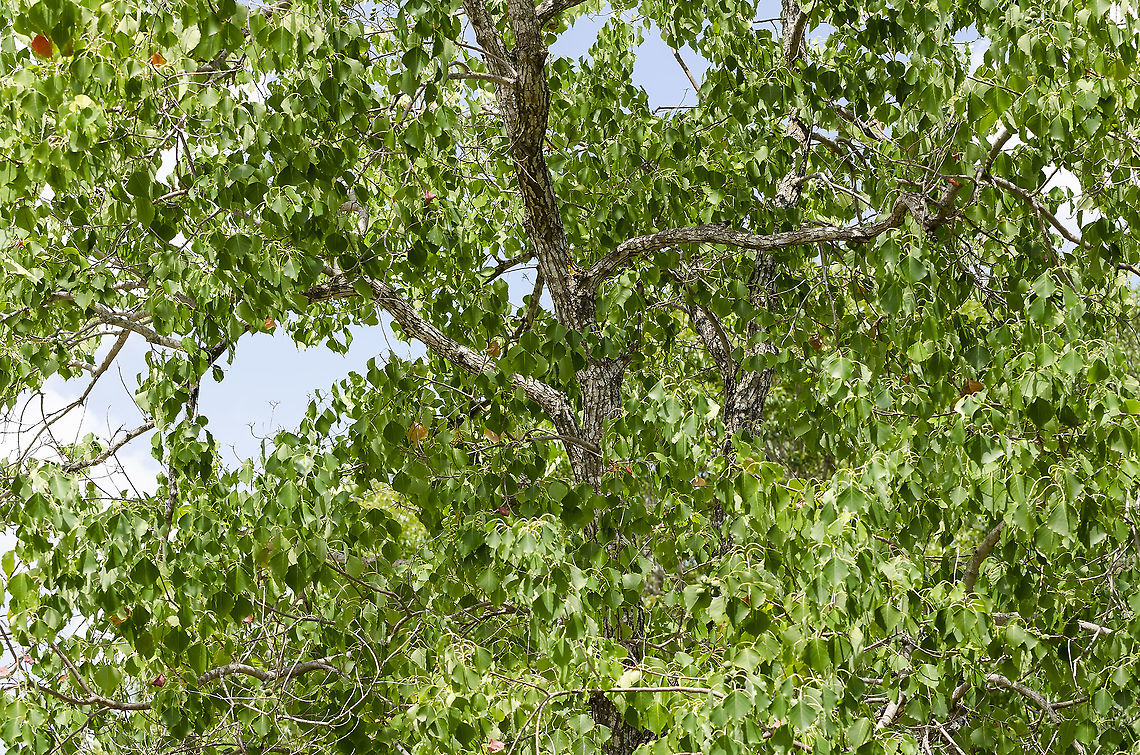 Chinese Tallow Tree For some reason, my father loved this tree, probably because the leaves turn yellow, orange and red in the Fall. We don&#039;t get much color in fall leaves here in South Texas.  If you look closely, the leaves are starting to turn, finding yellow, orange and red here and there.  By late September most of them will have changed colors.<br />
<figure class="photo"><a href="https://www.jungledragon.com/image/104220/chinese_tallow_tree_-_fall_colors.html" title="Chinese Tallow Tree -  Fall Colors"><img src="https://s3.amazonaws.com/media.jungledragon.com/images/4330/104220_thumb.JPG?AWSAccessKeyId=05GMT0V3GWVNE7GGM1R2&Expires=1759968010&Signature=hne9EqucYFgpdJrZxe3bPBNwy3Y%3D" width="128" height="152" alt="Chinese Tallow Tree -  Fall Colors This is a companion photograph showing the Chinese Tallow Tree Fall Colors just before the tree begins shedding its leaves. This is one of the few trees in San Antonio, Texas that produces bright color leaves in Fall.<br />
https://www.jungledragon.com/image/101029/chinese_tallow_tree.html Chinese Tallow,Fall,Geotagged,Triadica sebifera,United States" /></a></figure><br />
 Fall,Geotagged,Triadica sebifera,United States