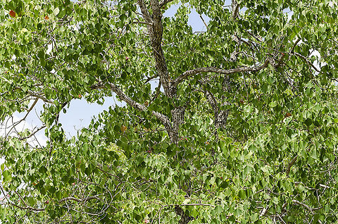 Chinese Tallow Tree For some reason, my father loved this tree, probably because the leaves turn yellow, orange and red in the Fall. We don't get much color in fall leaves here in South Texas.  If you look closely, the leaves are starting to turn, finding yellow, orange and red here and there.  By late September most of them will have changed colors.
https://www.jungledragon.com/image/104220/chinese_tallow_tree_-_fall_colors.html
 Fall,Geotagged,Triadica sebifera,United States