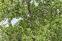 Chinese Tallow Tree For some reason, my father loved this tree, probably because the leaves turn yellow, orange and red in the Fall. We don't get much color in fall leaves here in South Texas.  If you look closely, the leaves are starting to turn, finding yellow, orange and red here and there.  By late September most of them will have changed colors.<br />
https://www.jungledragon.com/image/104220/chinese_tallow_tree_-_fall_colors.html<br />
 Fall,Geotagged,Triadica sebifera,United States