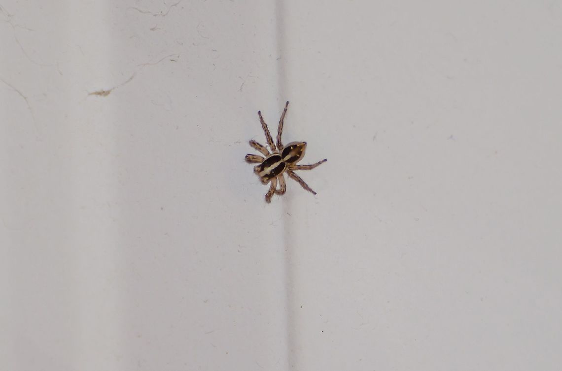 Jumping spider At first I thought this was a wolf spider because of the markings, however bugguide suggests it&#039;s a jumping spider in the Salticidae family. It is approximately 1.5 to 1.75 cms in body length. It does like vertical surfaces, however I saw it walk, not jump. I can&#039;t find an exact match with the body markings. Anyone have a suggestion?  Thanks. Geotagged,Plexippus paykulli,United States,Winter