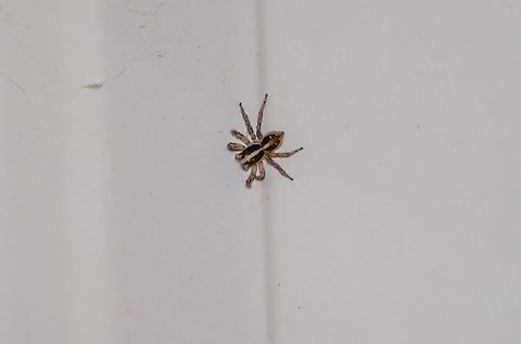 Jumping spider At first I thought this was a wolf spider because of the markings, however bugguide suggests it's a jumping spider in the Salticidae family. It is approximately 1.5 to 1.75 cms in body length. It does like vertical surfaces, however I saw it walk, not jump. I can't find an exact match with the body markings. Anyone have a suggestion?  Thanks. Geotagged,Plexippus paykulli,United States,Winter