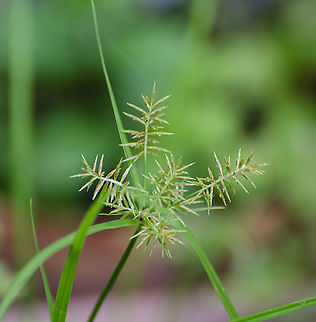Possible Cyperus strigosus This is growing in my potted garden, thanks to the birds.  I was thinking it might be a kind of sedge, however I have not found one with these colorful blooms in beginning state. I also looked at Pl@nt identify and their suggestions don't match.  The sedge photos here don't match either. Perhaps I'm on the wrong track.
https://www.jungledragon.com/image/101796/cyperus_strigosus.html
 Geotagged,United States,Winter